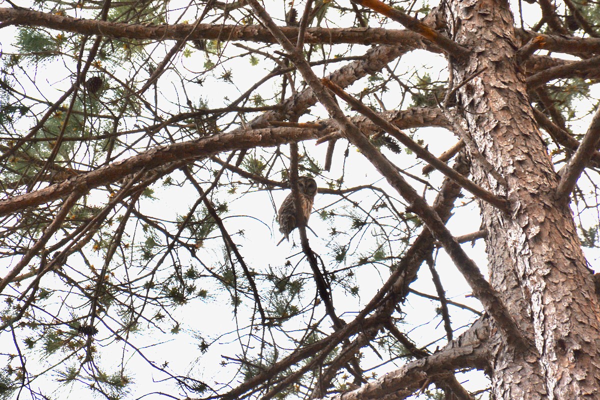 Barred Owl - ML430312421