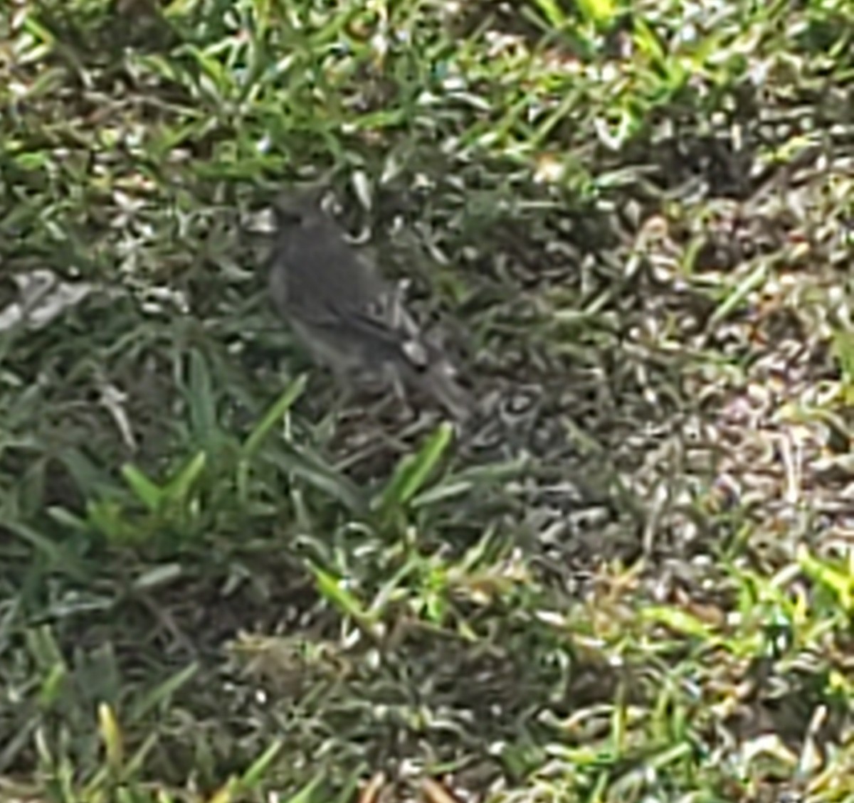 Dark-eyed Junco - ML430312841