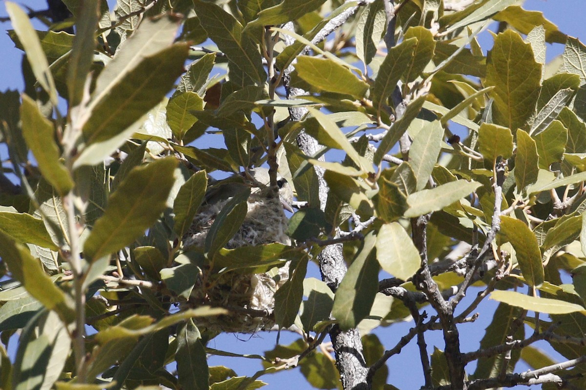 Hutton's Vireo (Interior) - ML430314781