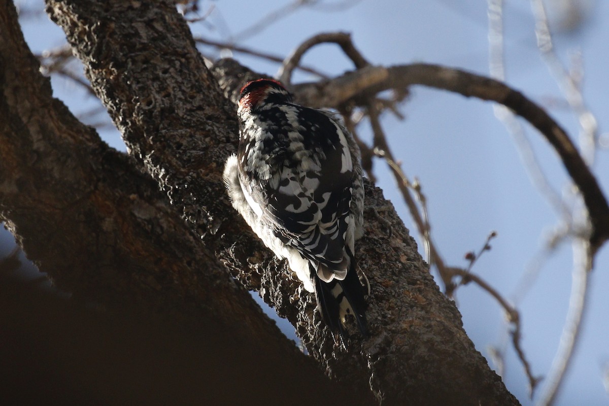 Red-naped Sapsucker - Ted Keyel