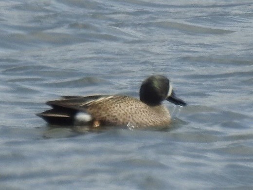 Blue-winged Teal - ML430317811