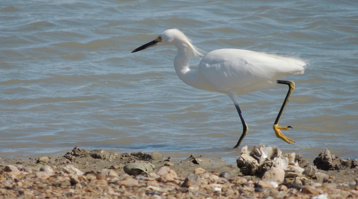 Snowy Egret - ML430318611