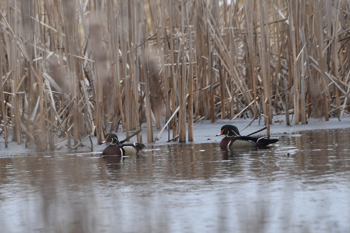 Wood Duck - Andrea Heine