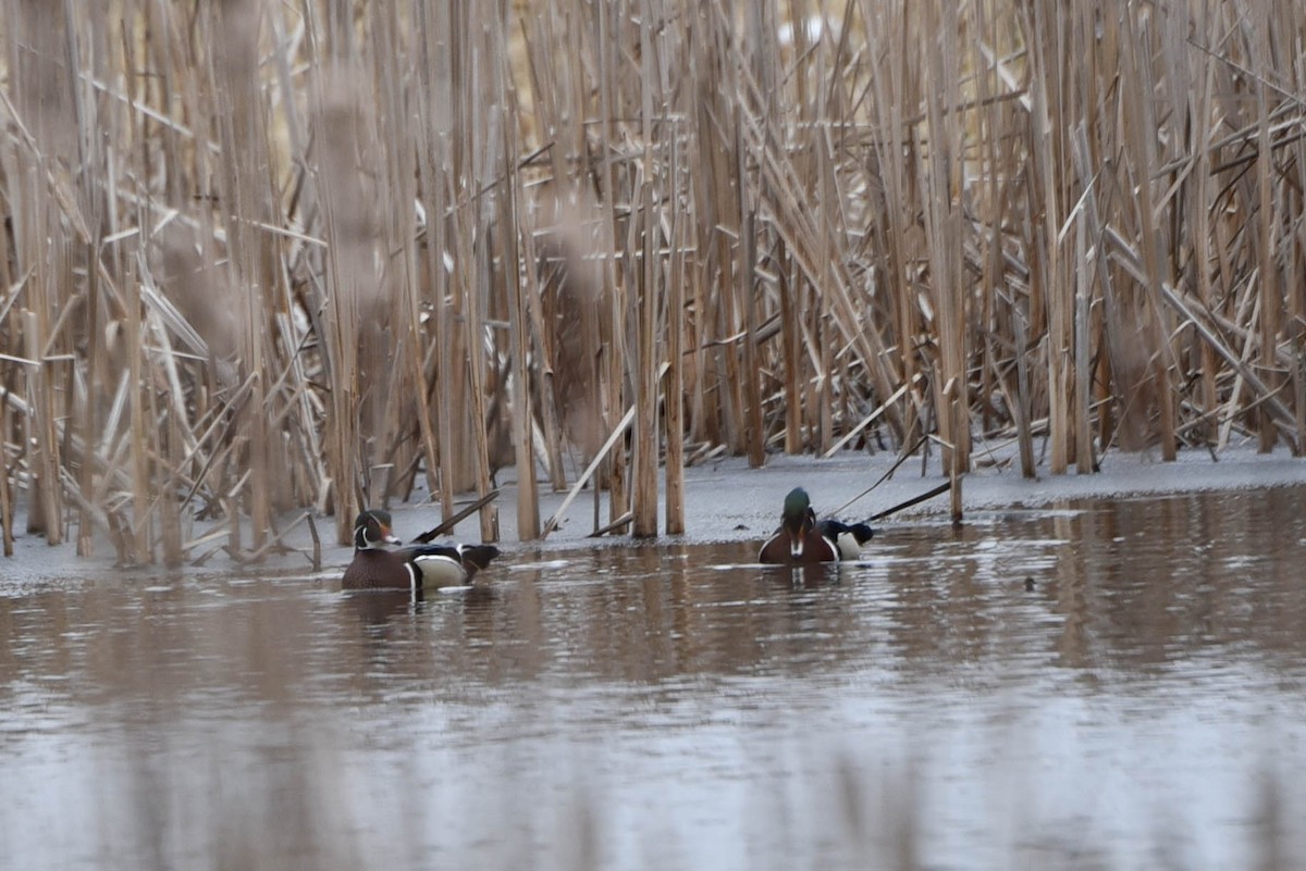 Wood Duck - ML430319321