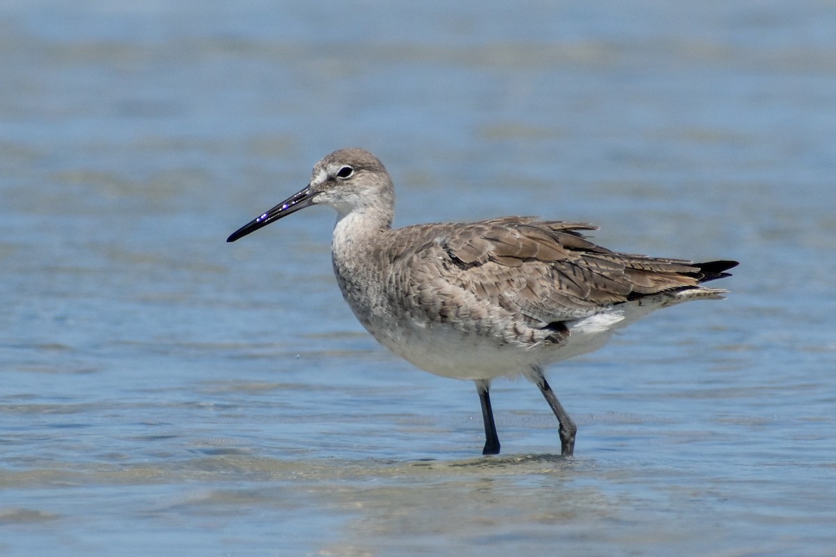 Willet - ML430320031