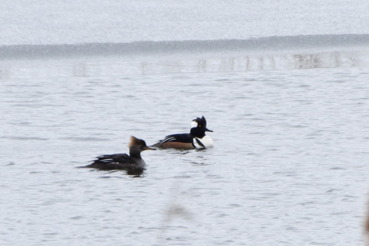 Hooded Merganser - ML430320671