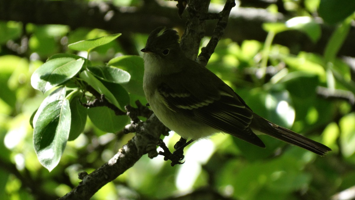 White-crested Elaenia - ML430320711