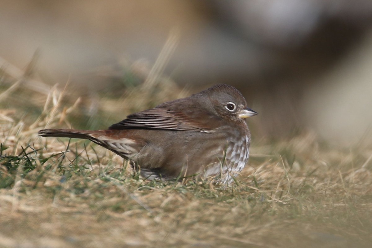 Tilki Renkli Serçe [unalaschcensis grubu] - ML43032221