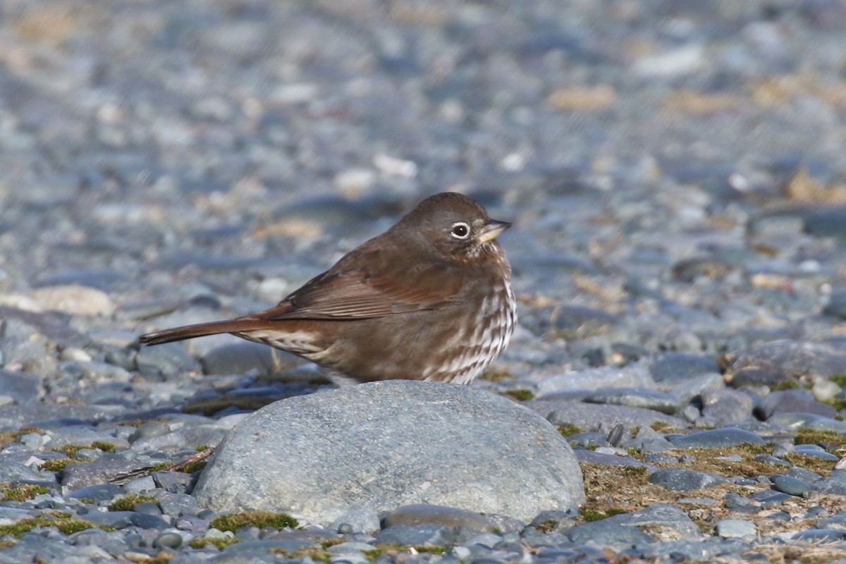 Fox Sparrow (Sooty) - Alvan Buckley