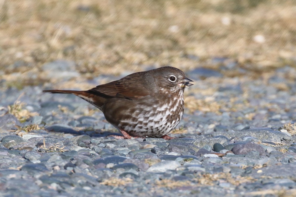 Fox Sparrow (Sooty) - Alvan Buckley