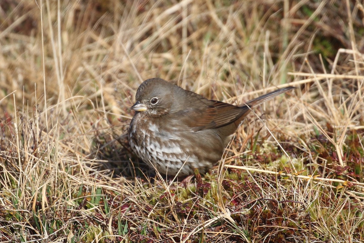 Fox Sparrow (Sooty) - ML43032261