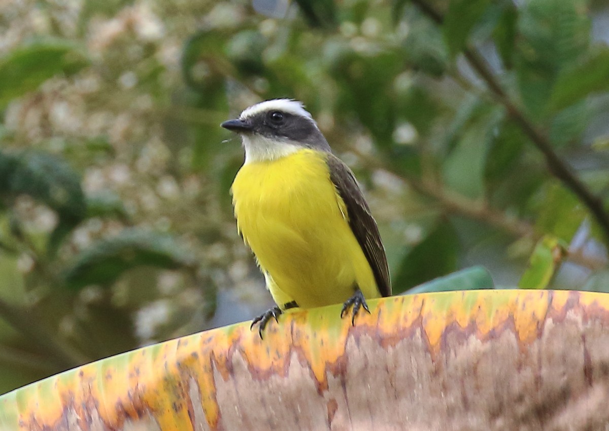 Social Flycatcher - Doug Beach