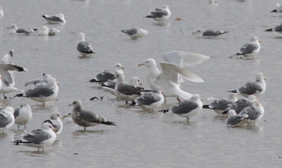 Glaucous Gull - Kendall Watkins