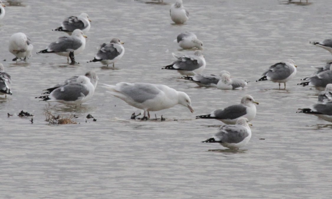 Glaucous Gull - ML430323471