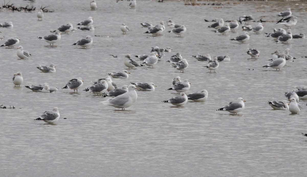 Glaucous Gull - ML430323491