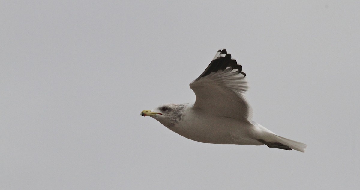 Gaviota Californiana - ML430323521