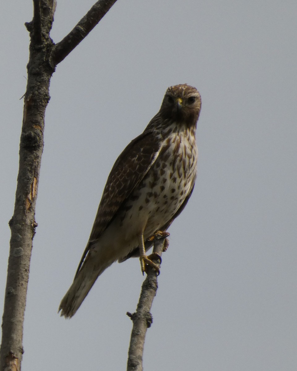 Red-shouldered Hawk - ML430324251