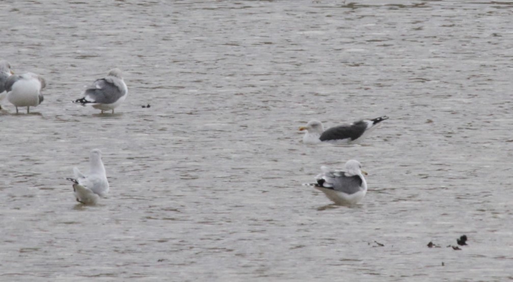 Lesser Black-backed Gull - ML430324591