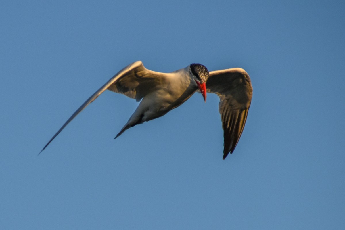 Royal Tern - ML430324731