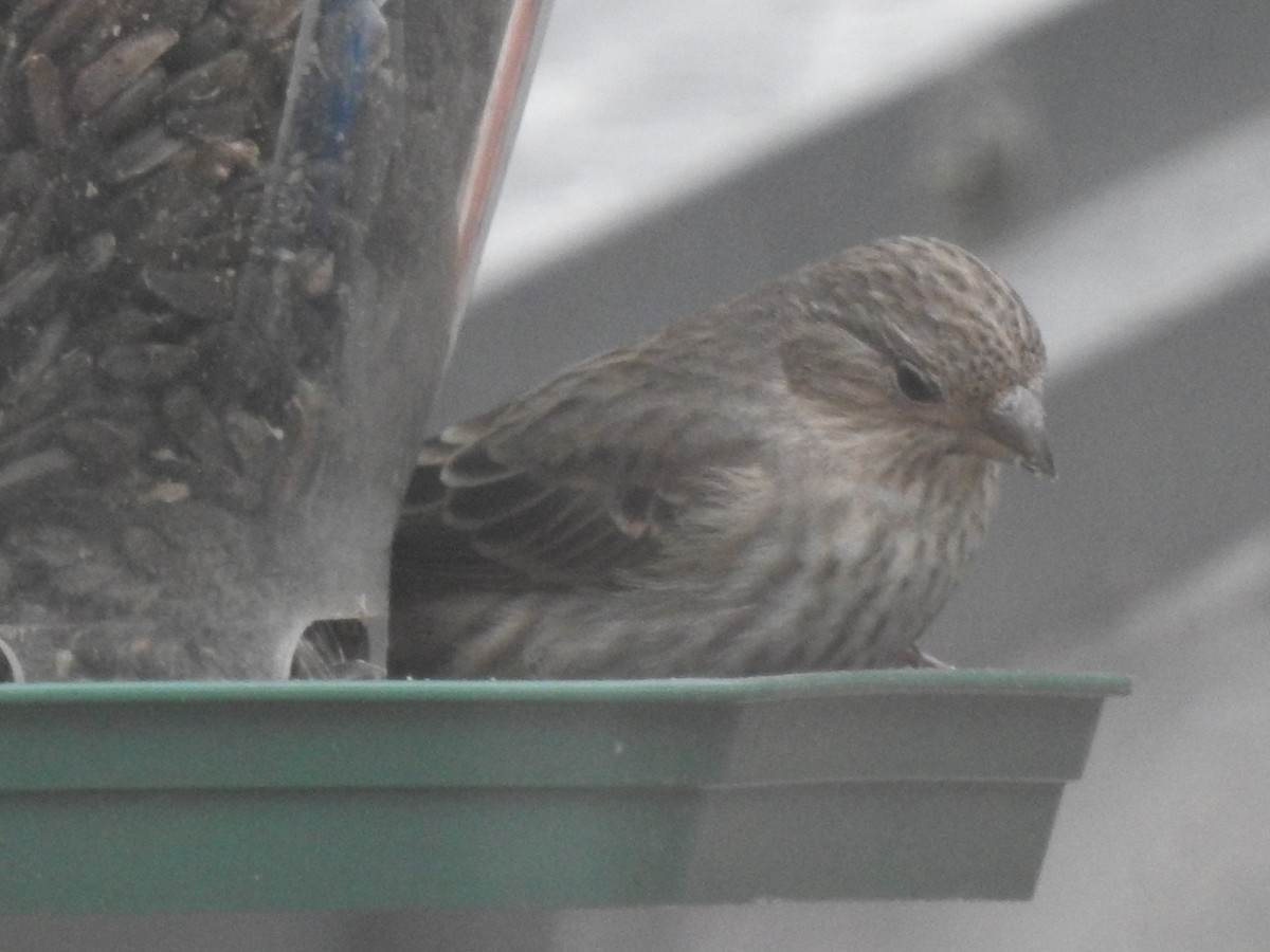 House Finch - ML430324991