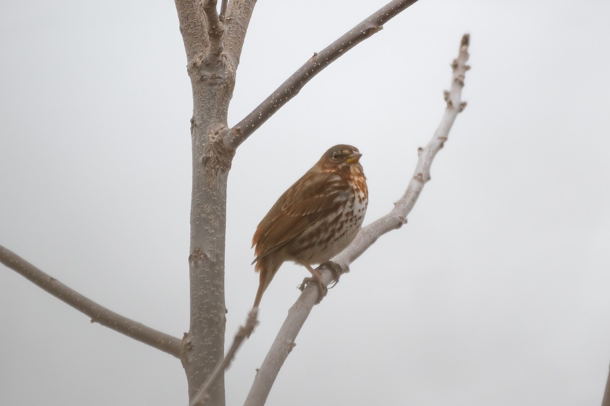 Fox Sparrow - Bill VanderMolen