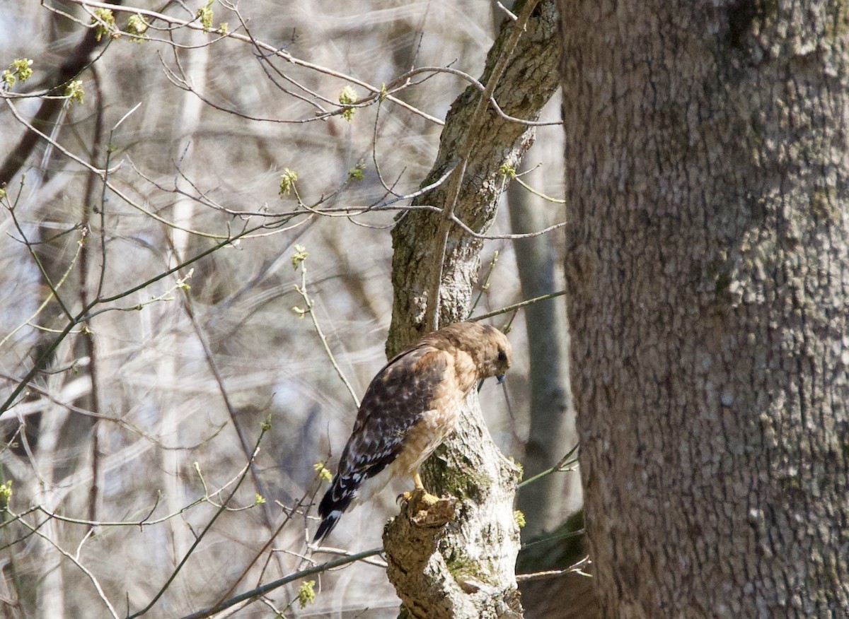 Red-shouldered Hawk - ML430325961