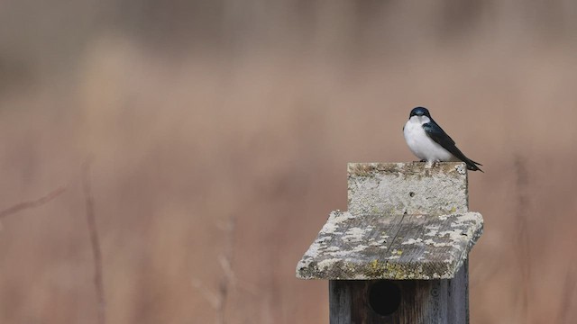 Tree Swallow - ML430326431
