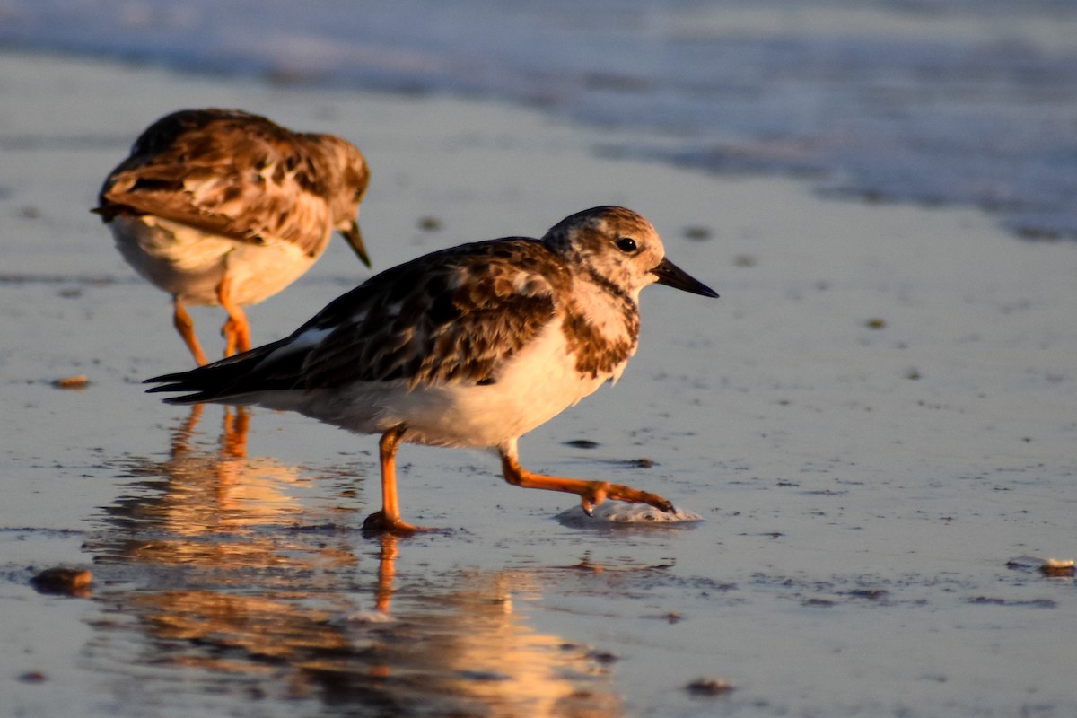 Ruddy Turnstone - ML430326741