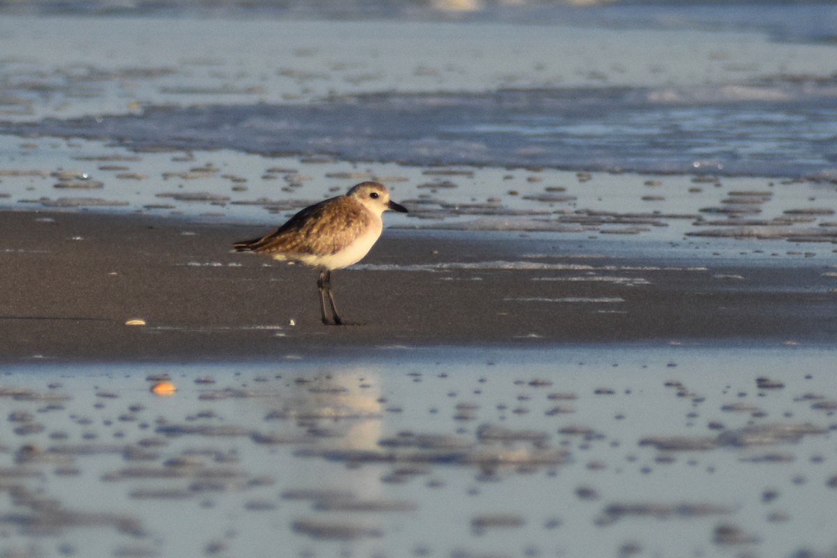 Black-bellied Plover - ML430327061