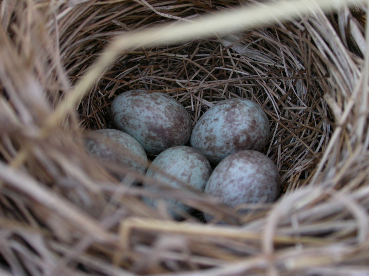 Swamp Sparrow - Thomas Schultz
