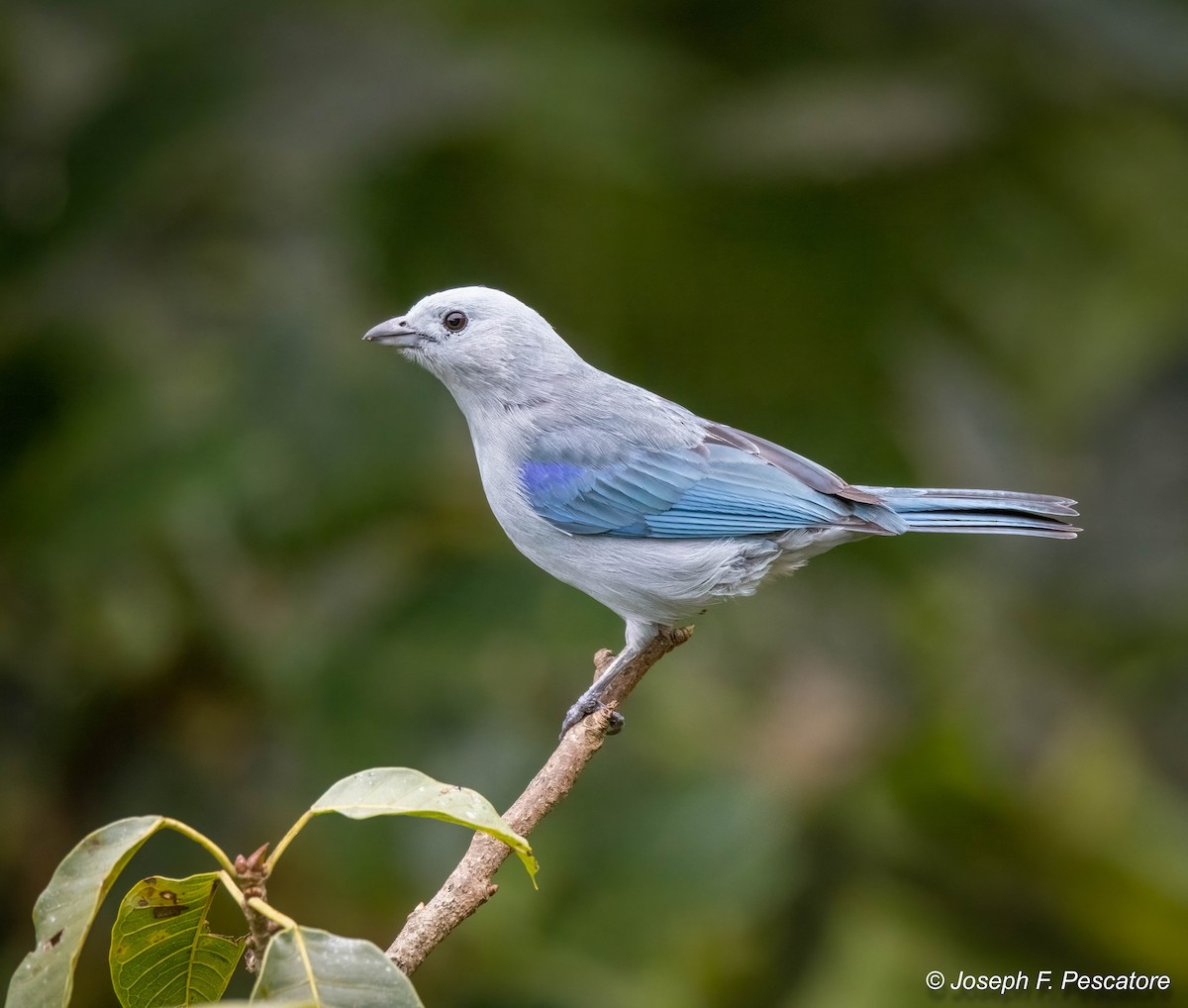 Blue-gray Tanager - ML430330211