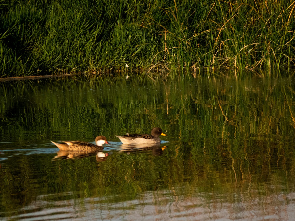 Yellow-billed Teal - ML430331231