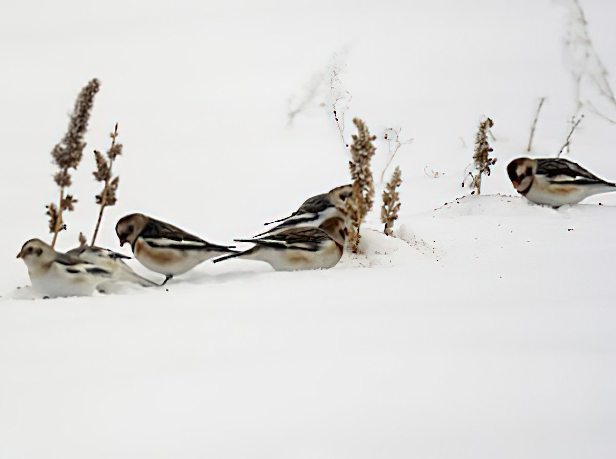 雪鵐 - ML430332201