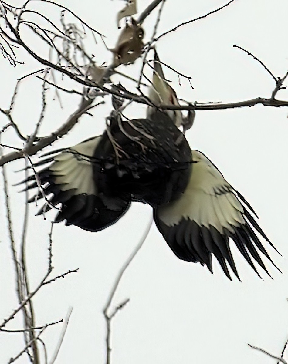 Pileated Woodpecker - ML430332331