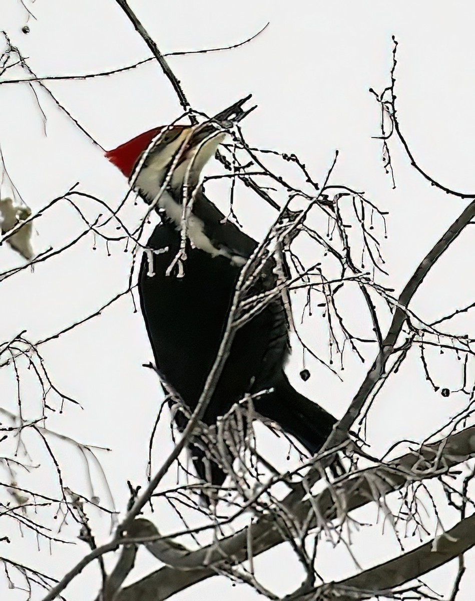Pileated Woodpecker - ML430332351