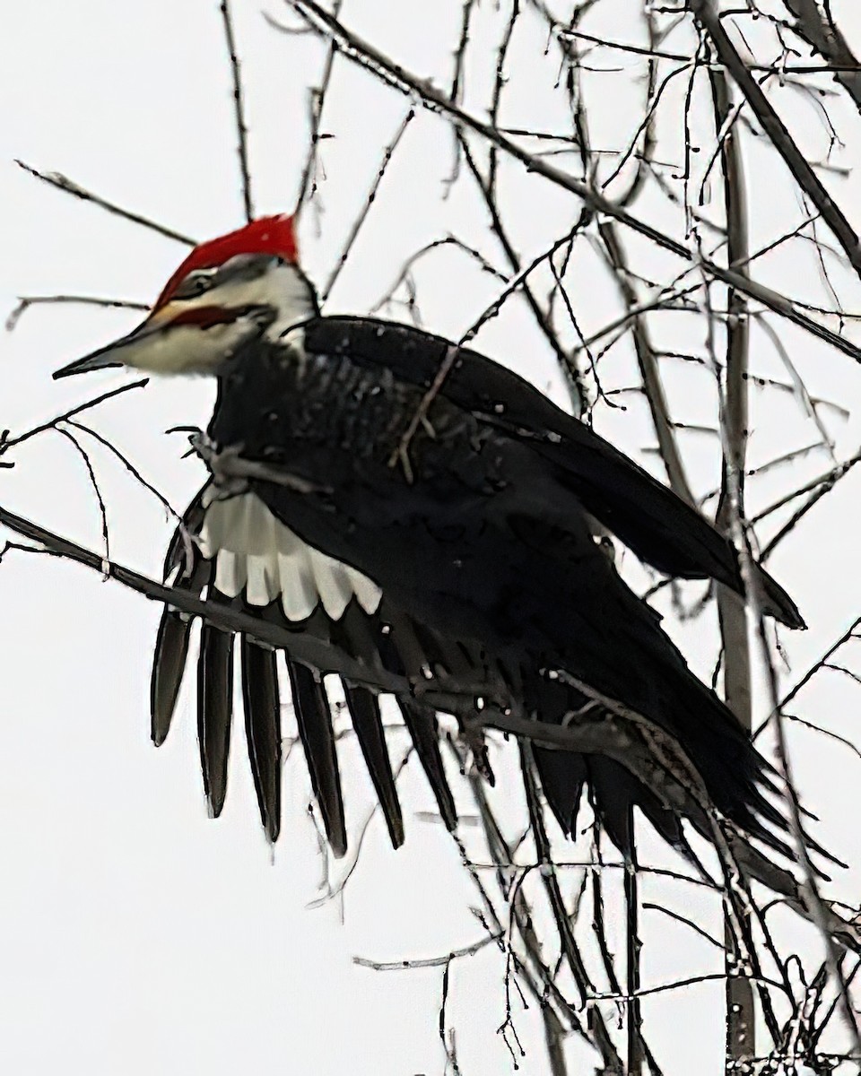 Pileated Woodpecker - ML430332371