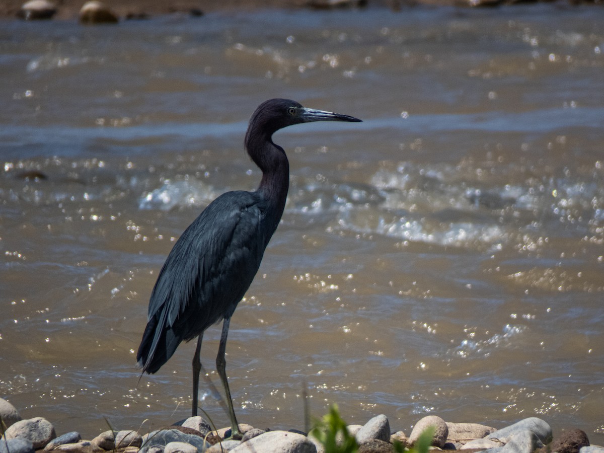 Little Blue Heron - ML430333361