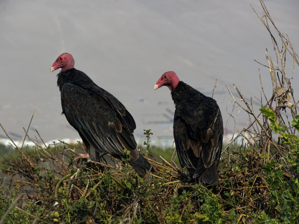 Urubu à tête rouge - ML430333431