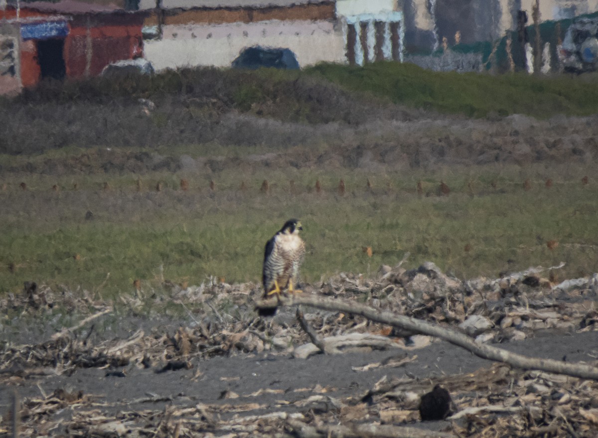 Peregrine Falcon - Ignacio Escobar Gutiérrez