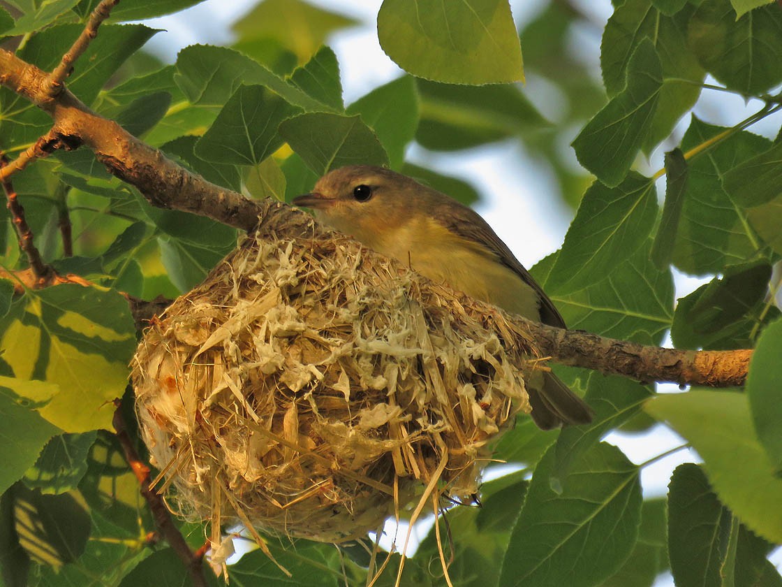 Eastern Warbling Vireo - Thomas Schultz
