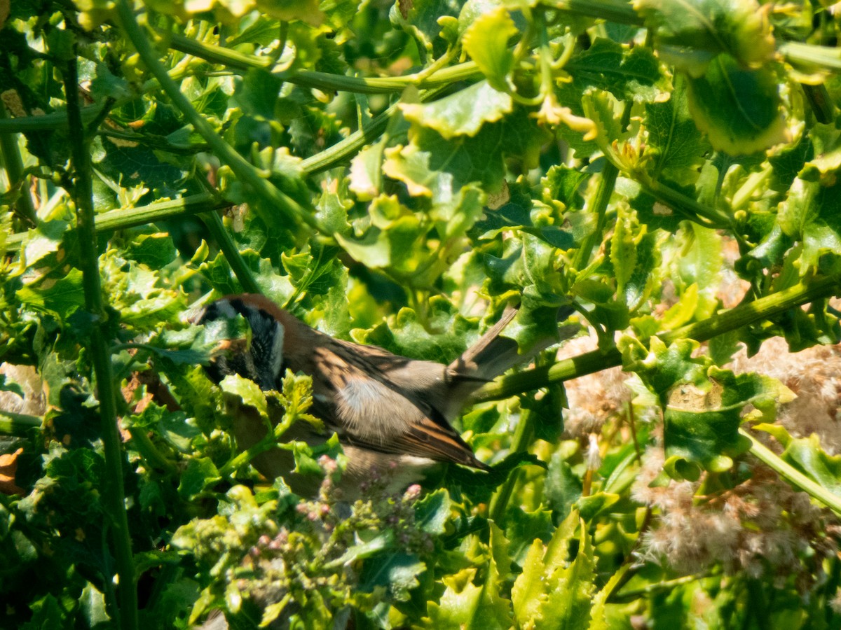 Rufous-collared Sparrow - Ignacio Escobar Gutiérrez