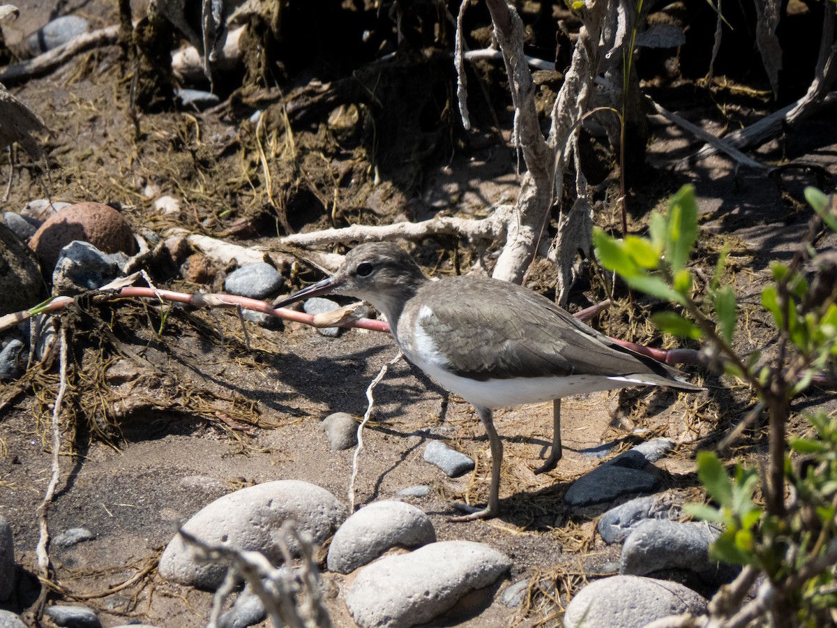 Spotted Sandpiper - Ignacio Escobar Gutiérrez