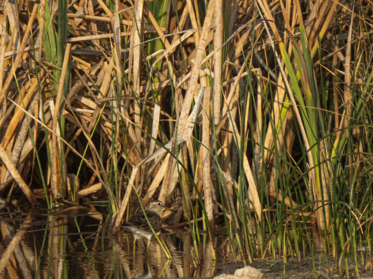 Pectoral Sandpiper - ML430334041