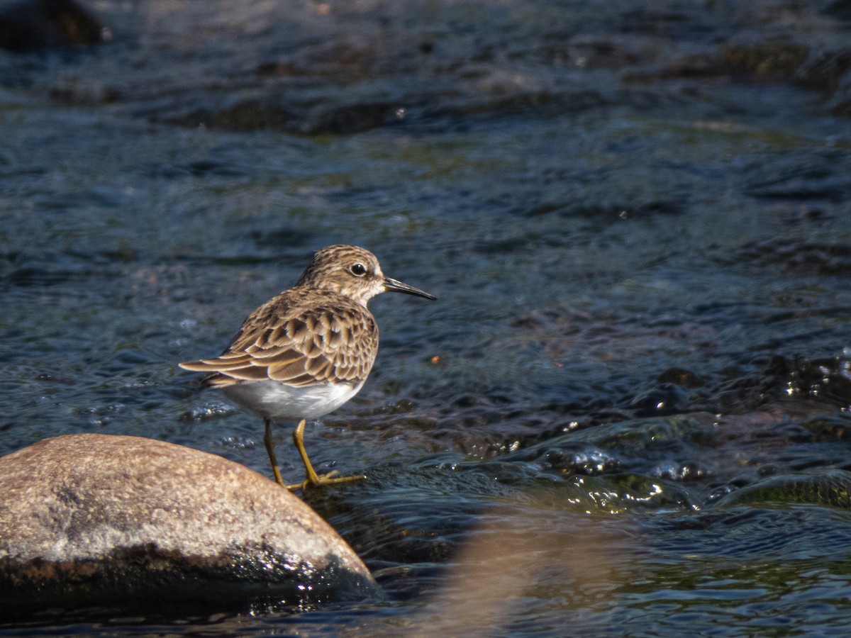 Least Sandpiper - ML430334051