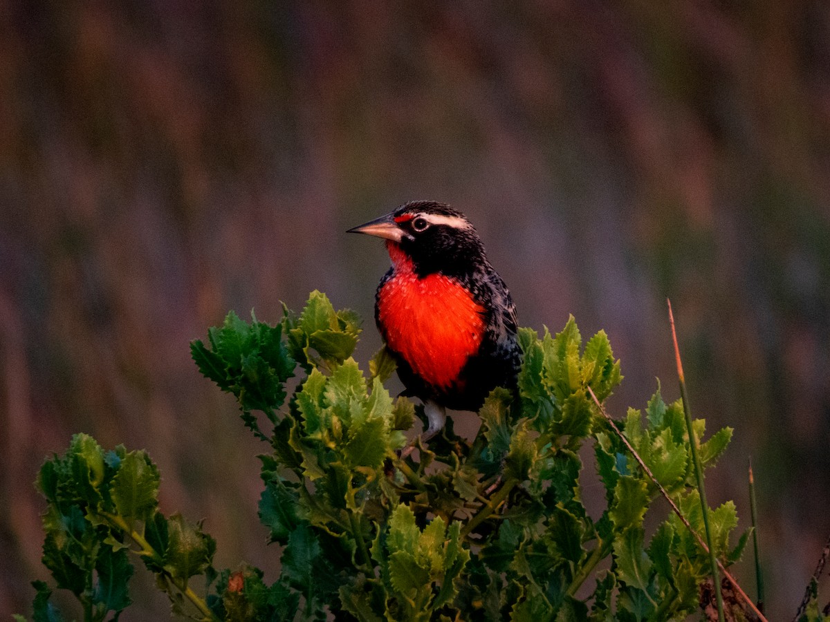 Peruvian Meadowlark - Ignacio Escobar Gutiérrez