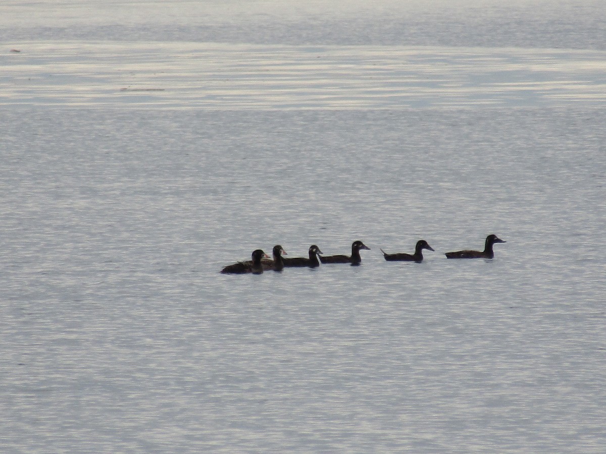 Surf Scoter - ML430334391