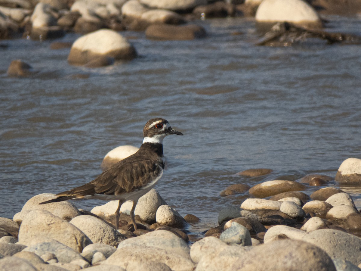 Killdeer - ML430334451