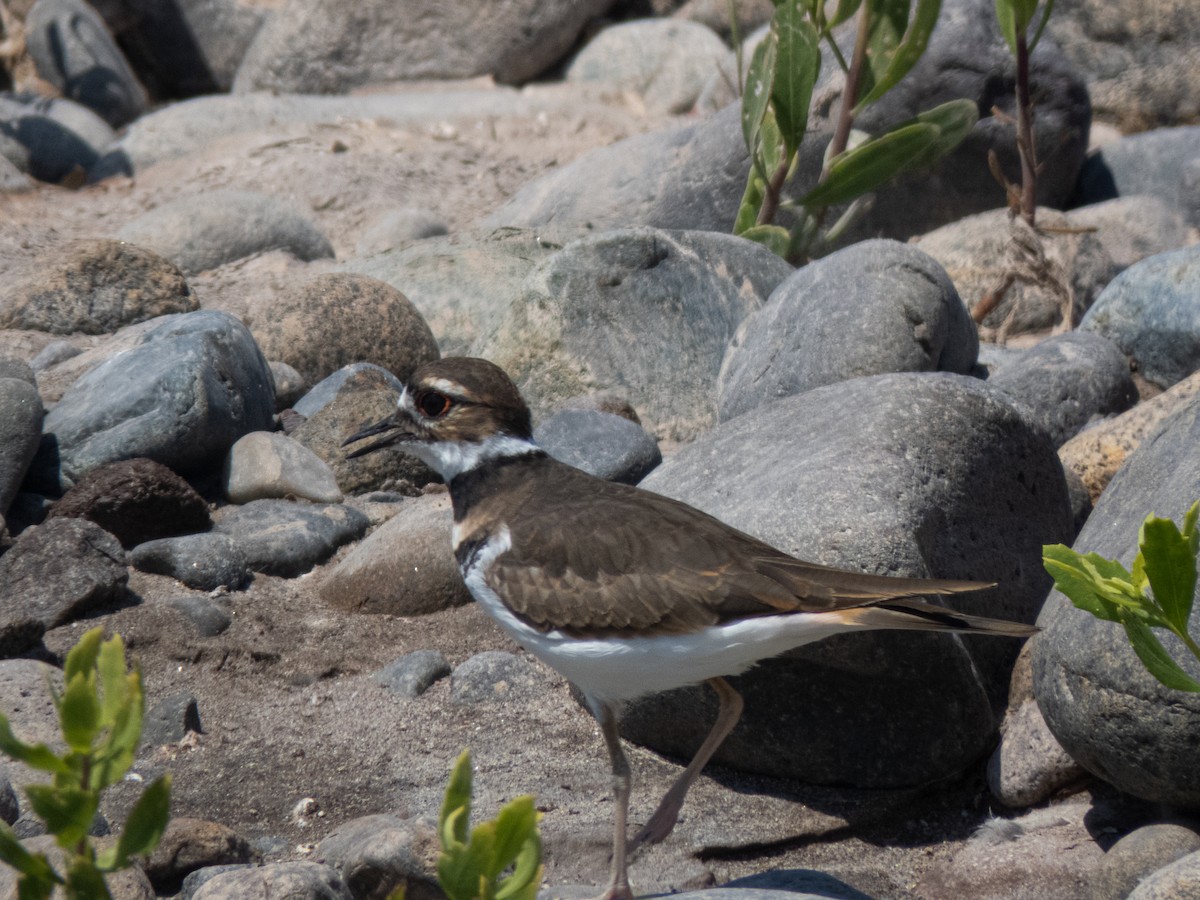 Killdeer - Ignacio Escobar Gutiérrez