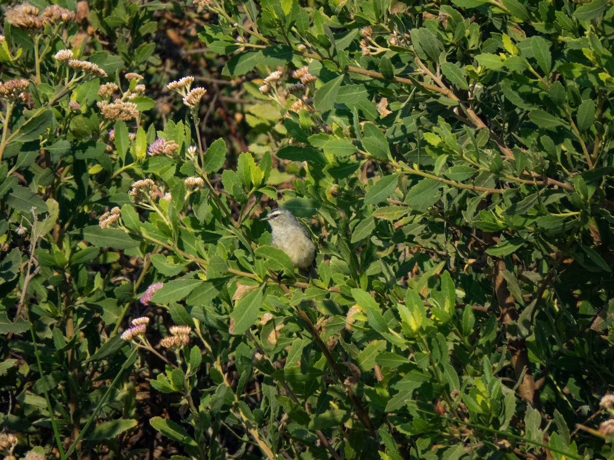 Cinereous Conebill - ML430334611