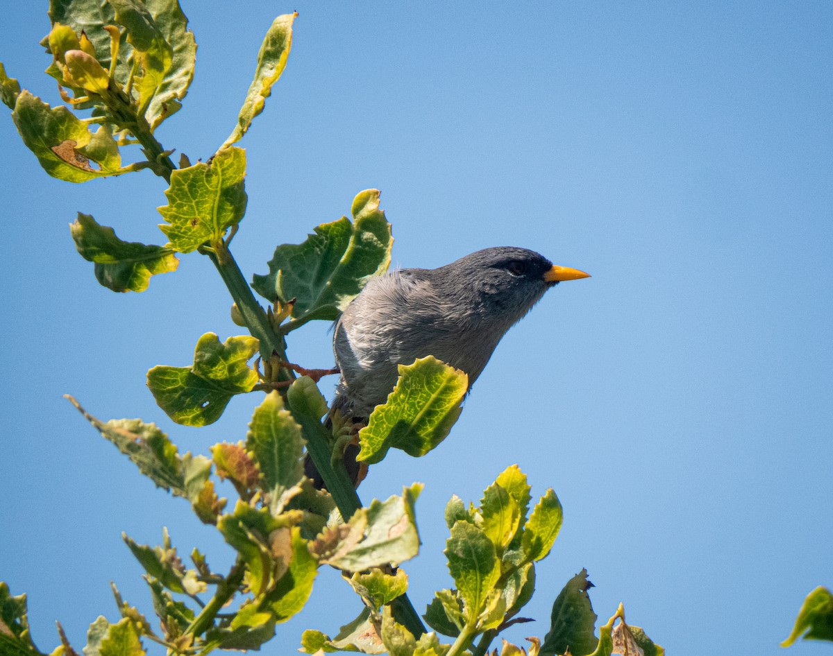 Slender-billed Finch - ML430334921